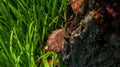 A Beautiful natural Creation. Close up of natural Fungus or Fungi on a tree trunk-forest Royalty Free Stock Photo