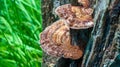 A Beautiful natural Creation. Close up of natural Fungus or Fungi on a tree trunk-forest