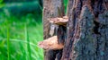 A Beautiful natural Creation. Close up of natural Fungus or Fungi on a tree trunk-forest Royalty Free Stock Photo