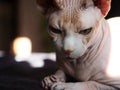 The beautiful natural delicious magnificent image of the portrait of the red and white cat of the Canadian Sphinx breed.