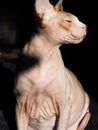 The beautiful natural delicious magnificent image of the portrait of the red and white cat of the Canadian Sphinx breed.