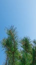 A beautiful natural delightful gorgeous image of a pine branch view on a natural blue sky background in an autumn warm sunny