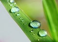 Beautiful natural dew drops or rain on fresh grass leaf isolated on transparent background. Close-up macro detail Royalty Free Stock Photo