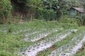 Beautiful natural farmland view