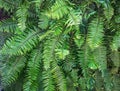 Beautiful natural fern empty pattern. Perfect background with young green tropical leaves of a fern. Foliage plant. Copy space.