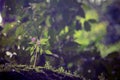 Beautiful natural flowers