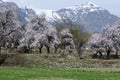 beautiful natural flowers Beautiful nature like paradise in Pakistan.