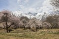 beautiful natural flowers Beautiful nature like paradise in Pakistan.