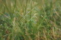 Beautiful natural fresh green grass meadow at summer background.