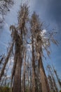 Gorgious Tall trees with spanish moss