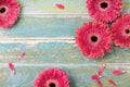 Beautiful natural gerbera daisy flower greeting card for mother or womans day background. Top view. Vintage style.