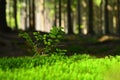 Beautiful natural green background with forest and plant in the moss. Summer day with trees and with sun rays for rest and Royalty Free Stock Photo