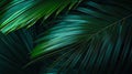 Beautiful natural green background with palm leaves