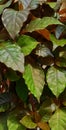 Beautiful natural green brown red and orange leaves of Nectandra acutifolia.