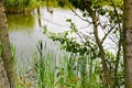 Beautiful natural green bulrushes against the background of a pond with water of a river lake and trees with grass on the shore