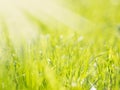 Beautiful natural green grass blurred background Royalty Free Stock Photo