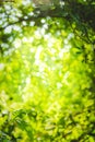 beautiful Natural green leaf and abstract blur bokeh light background Royalty Free Stock Photo