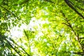 Beautiful Natural green leaf and abstract blur bokeh light background Royalty Free Stock Photo