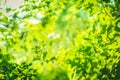 Beautiful Natural green leaf and abstract blur bokeh light background Royalty Free Stock Photo