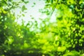 Beautiful Natural green leaf and abstract blur bokeh light background Royalty Free Stock Photo