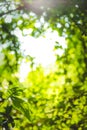 Beautiful Natural green leaf and abstract blur bokeh light background Royalty Free Stock Photo