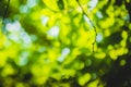 Beautiful Natural green leaf and abstract blur bokeh light background Royalty Free Stock Photo