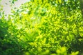 beautiful Natural green leaf and abstract blur bokeh light background Royalty Free Stock Photo