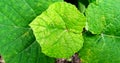 Beautiful natural green leaf of grape plant. Vitis Vinifera plant. Royalty Free Stock Photo