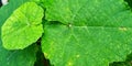 Beautiful natural green leaf of grape plant. Vitis Vinifera plant. Royalty Free Stock Photo