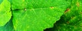 Beautiful natural green leaf of grape plant. Vitis Vinifera plant. Royalty Free Stock Photo