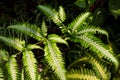 Natural green leaves fern with light and shadow in tropical rainforest for background Royalty Free Stock Photo