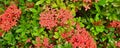 Beautiful natural green leaves and red flower of santan flower. Ixora coccinea plant.