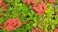 Beautiful natural green leaves and red flower of santan flower. Ixora coccinea plant.