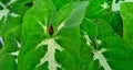 Beautiful natural green leaves of Syngonium wendlandii. Nature background design.