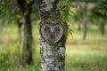 Beautiful natural heart in old tree bark with moss and leaves in green nature