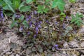 In spring, Glechoma hederacea grows and blooms in the wild