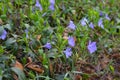 Spring perennial carpeted flowers, Ukrainian periwinkles, periwinkle with delicate blue flowers and beautiful leaves, green and fl Royalty Free Stock Photo