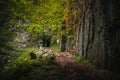 Beautiful natural landscape in Bavarian forest with greenery and River Wolfensteiner Ohe in Germany