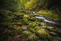 Beautiful natural landscape in Bavarian forest with greenery and River Wolfensteiner Ohe in Germany