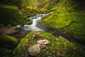 Beautiful natural landscape in Bavarian forest with greenery and River Wolfensteiner Ohe in Germany