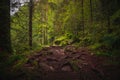 Beautiful natural landscape in Bavarian forest with greenery and River Wolfensteiner Ohe in Germany