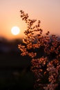 Sun at sunset in field flower grass Royalty Free Stock Photo