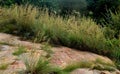 Beautiful natural landscape with grass and hill rocks. Royalty Free Stock Photo