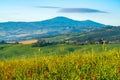 Beautiful natural landscape of green Hilly Tuscan Field in summ Royalty Free Stock Photo