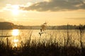Beautiful natural landscape. Reeds, sun, lake. Sunset time Royalty Free Stock Photo
