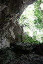 Paradise. Beautiful  - view of lianas and trees and rocks and fern from inside a deep cave in the Dominican Republic Royalty Free Stock Photo