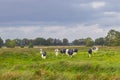 Beautiful natural landscape with young Dutch dairy cattle in the stream valley of the Rolder Diep