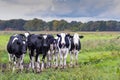 Beautiful natural landscape with young Dutch dairy cattle in the stream valley of the Rolder Diep Royalty Free Stock Photo