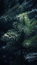 Beautiful natural macro image of green spruce branches 1690450080490 2
