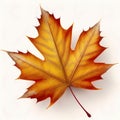 Beautiful natural maple leaf isolated on white background
